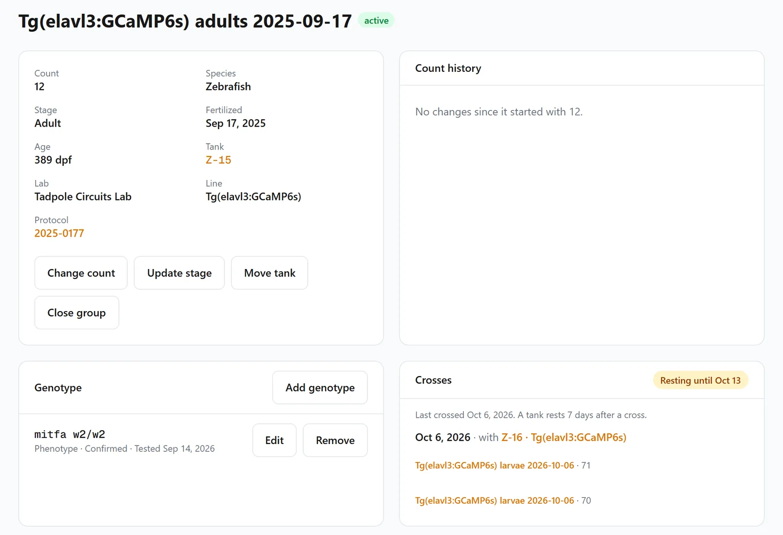 A breeder tank's group: 12 adults of a GCaMP line fertilized Sep 17, 2025, 389 dpf, genotype mitfa w2/w2, resting until Oct 13 after its cross with Z-16, and the two larval groups it gave.